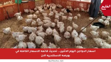 أسعار الدواجن اليوم الإثنين.. تحديث قائمة الأسعار الكاملة في بورصة الإسكندرية الآن